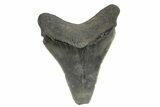 Serrated, Juvenile Megalodon Tooth - South Carolina #248522-1